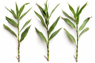 Poster - Three bamboo branches alone on white background