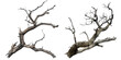 © PNG Land - dry branch tree isolated on a transparent background