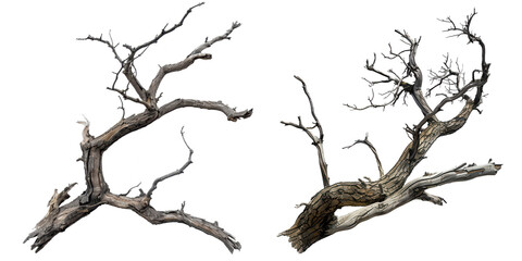 dry branch tree isolated on a transparent background