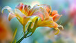 © zubairMix - Lily flower in the garden, close up Nature background, Beautiful color of shades, textures and nuances in a set of ornamental bouquets with flowers of all varieties and sizes,Orange lily  also called