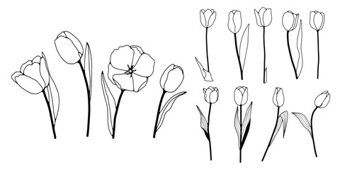 Canvas Print - Hand drawn tulips outline isolated on a white background. Vector floral illustration