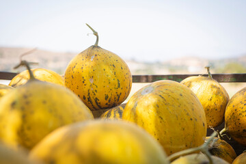 Wall Mural - Melons in the field. Sunny day. Plantation with yellow melons in . Big farm with melons