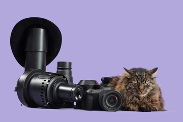 Cute cat, hat and video production equipment on color background