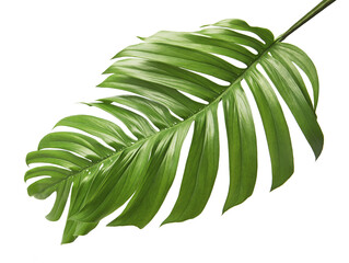 Monstera deliciosa leaf or Swiss cheese plant, isolated on white background, with clipping path