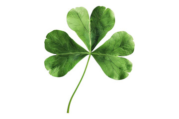 Clover leaf isolated on transparent background