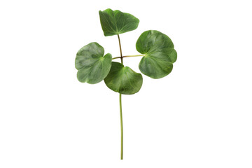 Clover leaf isolated on transparent background