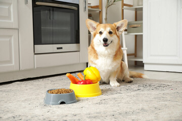 Canvas Print - Cute Corgi dog with bowls of dry food and fresh vegetables sitting at home