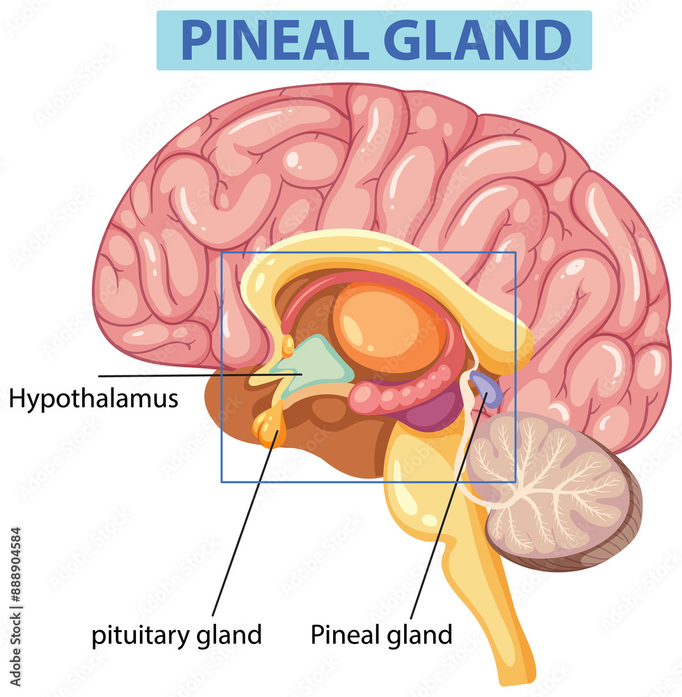 detailed-illustration-of-the-pineal-gland-anatomy-stock-illustration