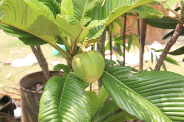 Dillenia indica commonly known as Elephant apple fruit plant