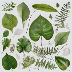 Wall Mural - green leaves on white