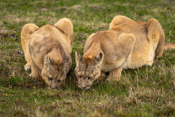 Wall Mural - Two pumas lie drinking at grassy puddle