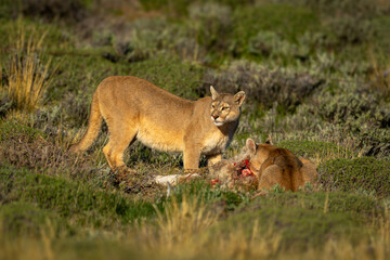 Wall Mural - Two pumas feed on guanaco in sunshine