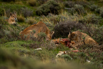 Wall Mural - Two pumas feed on guanaco near another