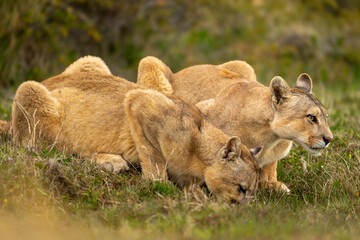 Wall Mural - Two pumas lie drinking side-by-side from pond