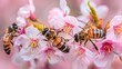© pimnada - A swarm of bees busily pollinating a blooming cherry tree in full spring bloom, the delicate pink and white flowers contrasting against the dark buzzing insects