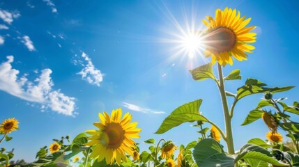 Poster - Close-up of a sunflower field in full bloom under a clear blue sky with the sun shining brightly overhead.