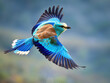 © Ali Saadat - colourful bird flying