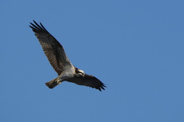 Wall Mural - osprey is hunting a fish