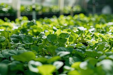 a group of green plants in a greenhouse