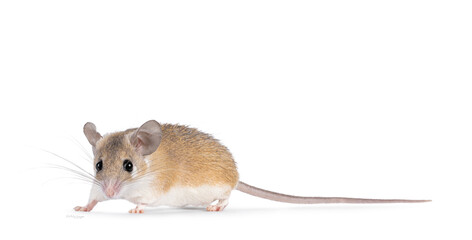 Poster - Cute light brown Cairo spiny mouse aka acomys cahirinus, standing side ways. Looking straight to camera showing both eyes. Isolated on a white background.