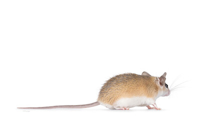 Poster - Cute light brown Cairo spiny mouse aka acomys cahirinus, standing side ways. Looking backwards away from camera. Isolated on a white background.