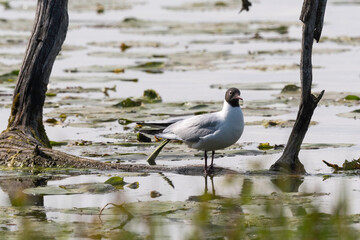 Wall Mural - Mouette rieuse,.Chroicocephalus ridibundus, Black headed , Etang aux Moines, Chemin des marais,  Marais de Fontenay, Marais des Basses Vallées de l'Essonne et de la Juine, Essonne, 91, France