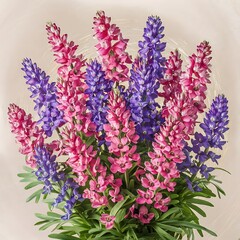 Festive pink and violet bluebonnet flower bouquet on a light neutral background spring