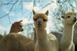 © Connect Images - Alpacas with different fleece colors standing outdoors under a blue sky with clouds.