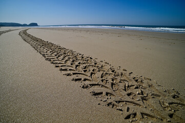 Treadmarks on sandy beach, Konark, India.