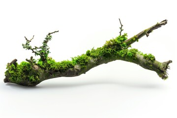 Poster - A natural scene featuring a tree branch covered in moss on a white surface