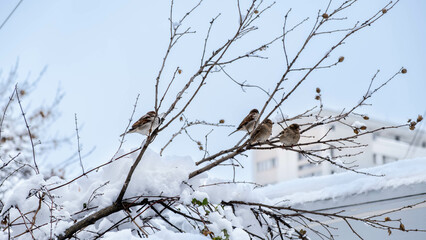 A flock of sparrows waiting for spring