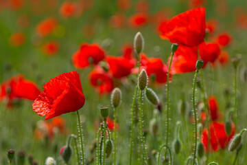 Wall Mural - Papaver rhoeas or common poppy, red poppy is an annual herbaceous flowering plant in the poppy family, Papaveraceae, with red petals