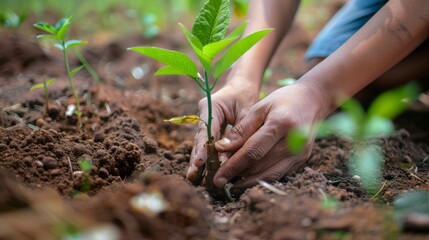 Poster - Close-up of hands planting a young tree as part of reforestation efforts to combat global warming.