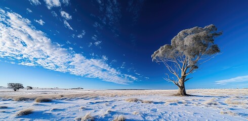 Poster - Solitary Tree in Frosted Winter Landscape at Dawn