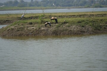 Sticker - Birds standing and feeding on a small island in a lake with a forested background.