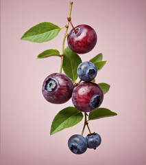 Wall Mural - A sprig of blueberries with green leaves hangs against a pale pink background, showcasing the vibrant colors and textures of the ripe berries