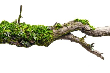 Wall Mural - A close-up shot of a tree branch covered in lush green moss