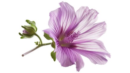 Wall Mural - A close-up shot of a purple flower against a white background