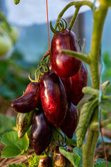 view of tomatoes in a film greenhouse, vegetarian diet, healthy self-grown food