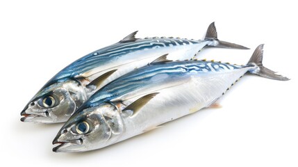 Wall Mural - Horse Mackerel full body on white background