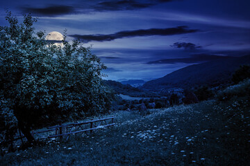 Wall Mural - summer landscape at night. fence near the apple tree on a hillside meadow. wonderful countryside sce