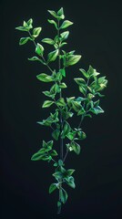 Wall Mural - A solitary thyme sprig with vibrant green leaves against a dark background