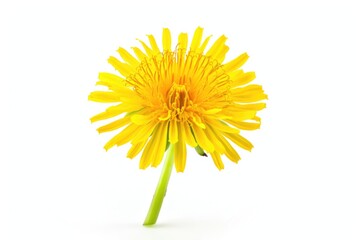 Poster - A single yellow flower sits on a stem against a pure white background, perfect for use in designs where a touch of warmth and simplicity is needed