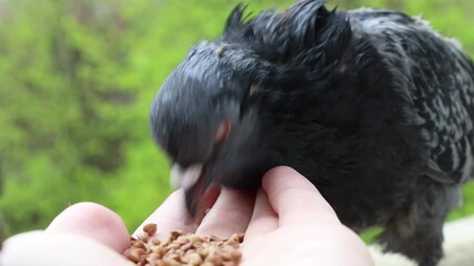 Wall Mural - Pigeons eat buckwheat from hands, feeding pigeons, pigeon close up, one pigeon, rainy weather 