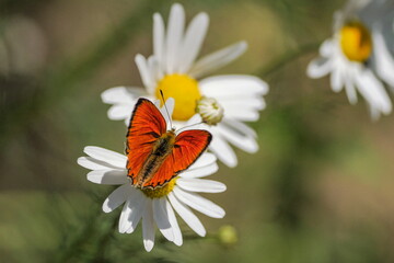 Lycaena virgaureae - a species of diurnal butterfly from the Lycaenaceae family. Front wing length 1.7–2.0 cm, wingspan 35–40 mm, Close-up photo