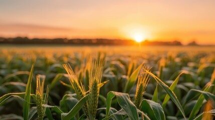 Wall Mural - A breathtaking view of wheat fields at sunset, with golden light casting a warm glow over the crops, creating a tranquil and picturesque agricultural scene bathed in beauty and serenity.