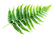 © AgungRikhi - Fern Frond