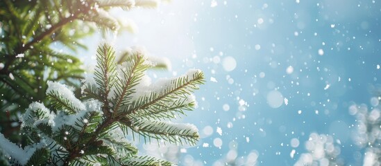 Wall Mural - Snow falling from a pine tree with a blue sky in the background creates a serene winter scene with copy space image potential.