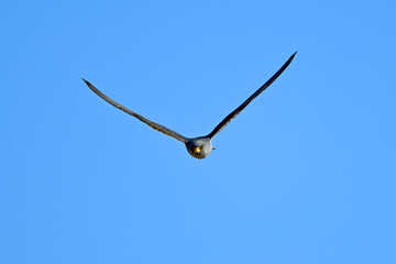 Poster - Rotfußfalke // Red-footed falcon (Falco vespertinus)