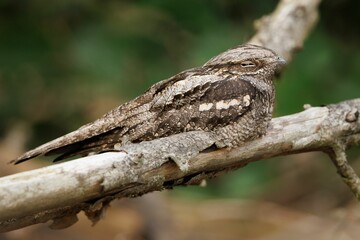 Wall Mural - Close-up shot of a camouflaged nightjar bird resting on a tree branch against blur background